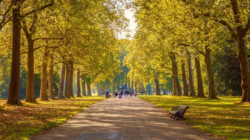 Stroll through the gorgeous Hyde Park. Image courtesy of Shutterstock. Hyde Park alley and trees with a bench and leaves on the ground on a clear autumn day.