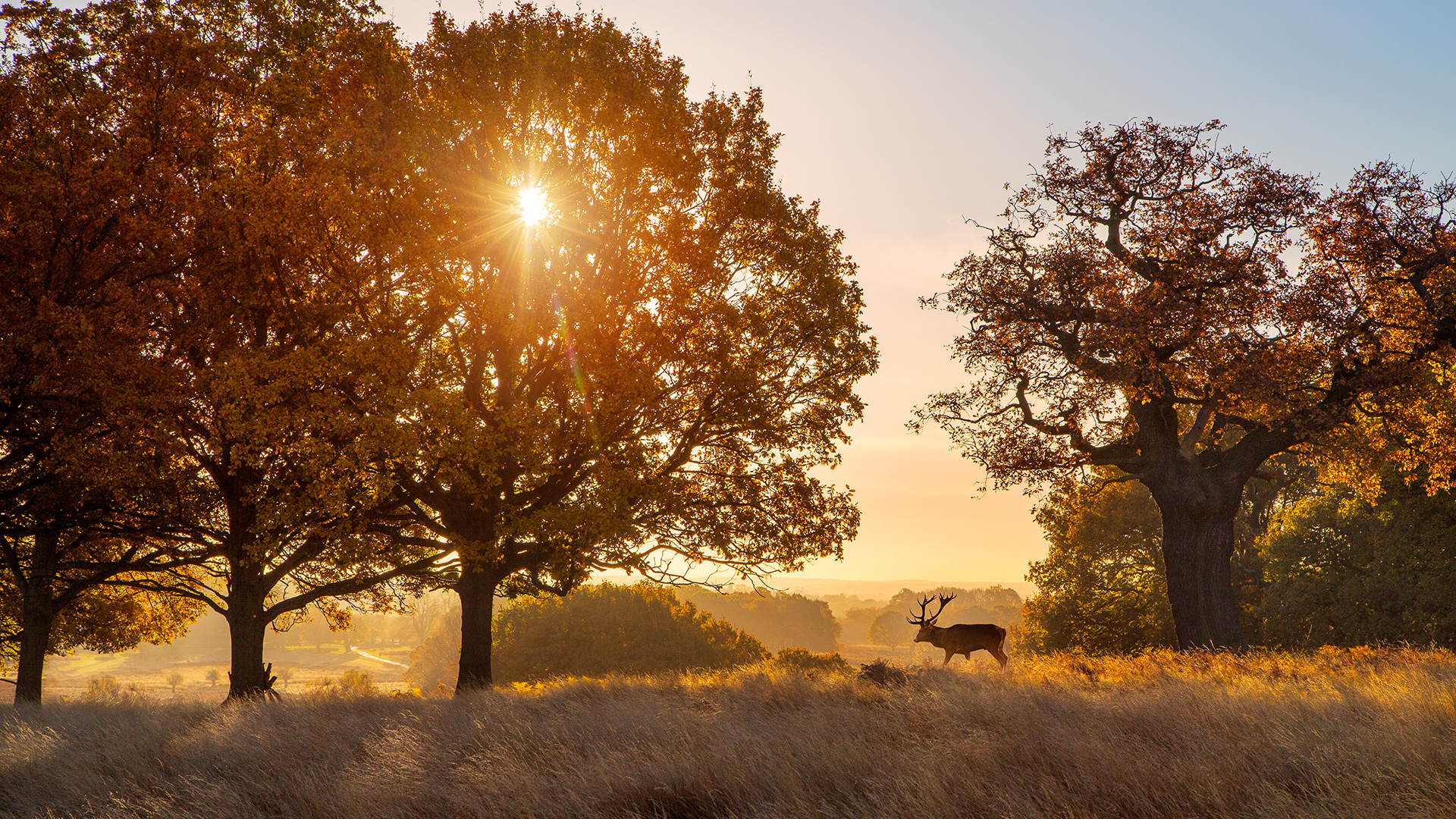 Autumn in Richmond Park. Image courtesy of London & Partners/Jon Reid.
