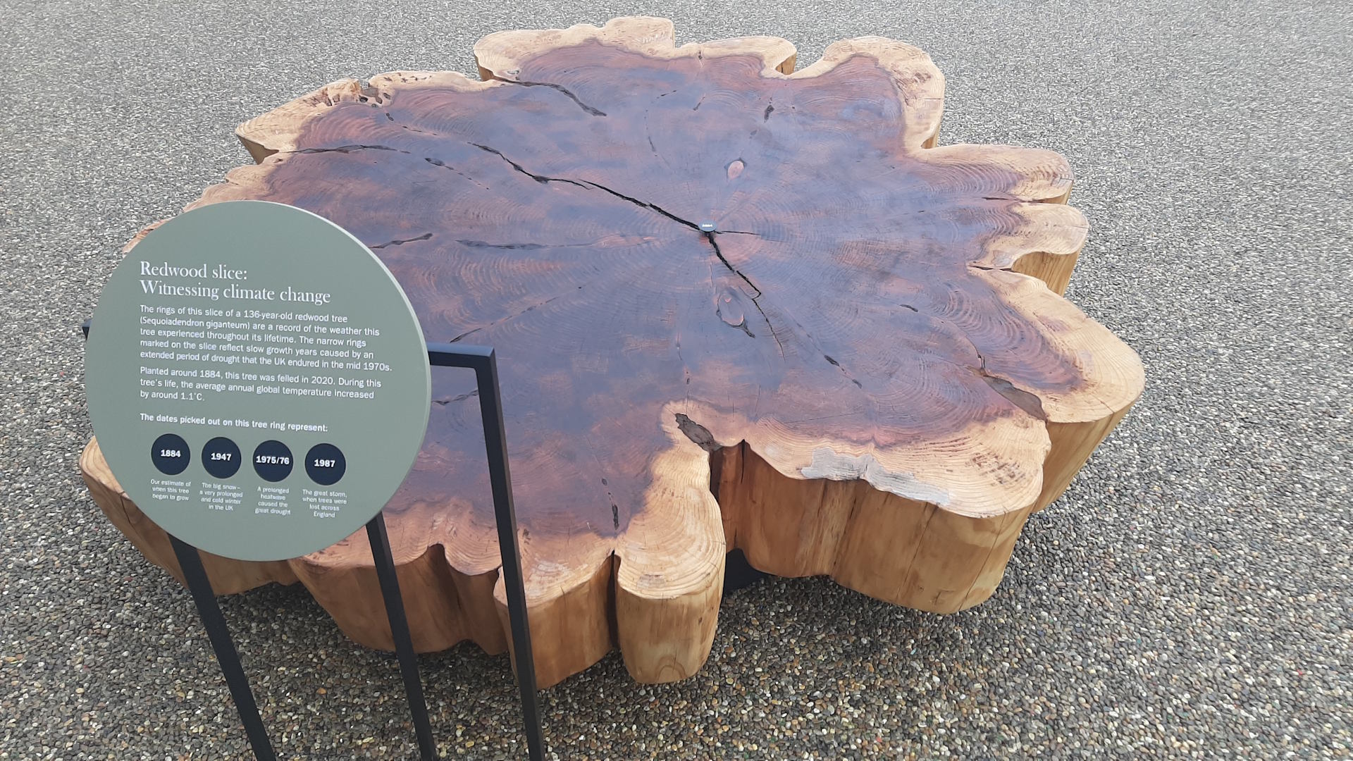 Learn how climate change affects species, including the redwood, at Kew Gardens' Carbon Garden. Image courtesy of Sigrun Tomicki. A slice of a Redwood tree at Kew Gardens' Carbon Garden.