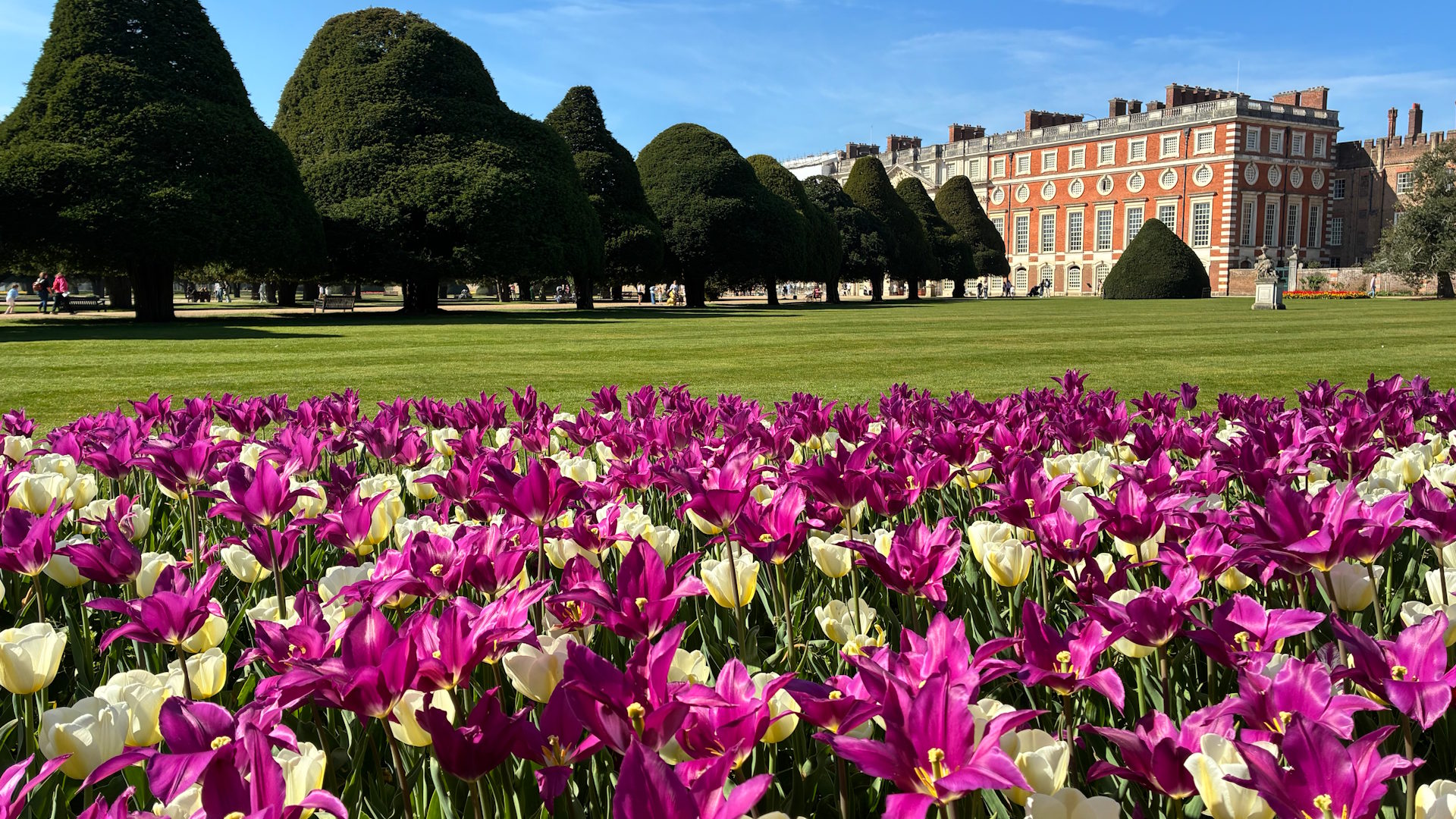 Find picture-perfect tulips in full bloom within the Great Fountain Garden at Hampton Court Palace © visitlondon.com. Image courtesy of Jonny Payne. Pink and white tulips in full bloom, with Hampton Court Palace in the background.