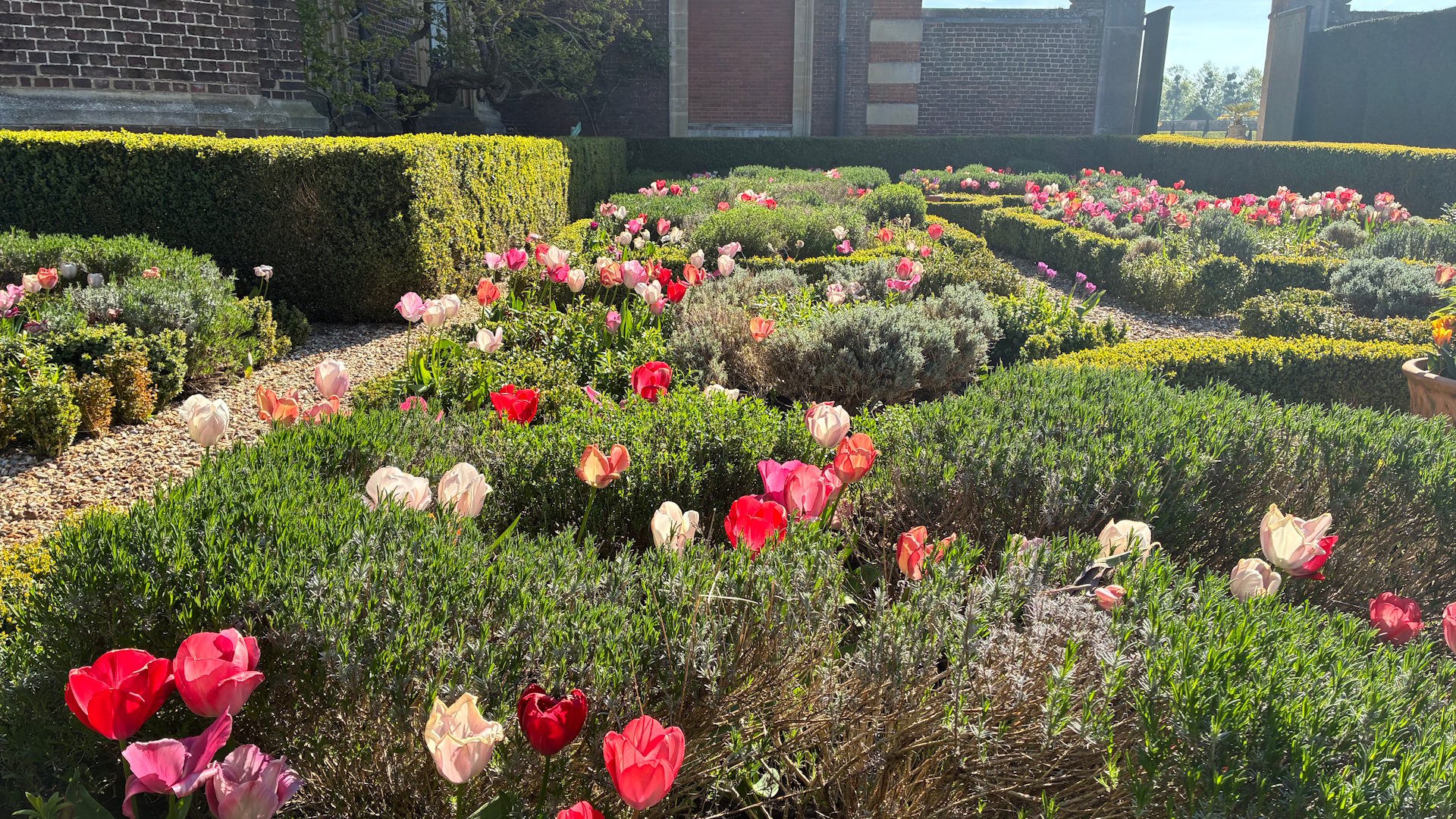 Discover a pretty display of tulips in the Knot Garden during Hampton Court Palace's Tulip Festival © visitlondon.com. Image courtesy of Jonny Payne. Pink, red and white tulips among the hedging in Hampton Court Palace's Knot Garden.