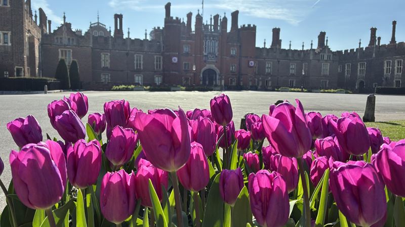 Purple tulips in the sun, in front of the Great West facade of Hampton Court Palace.