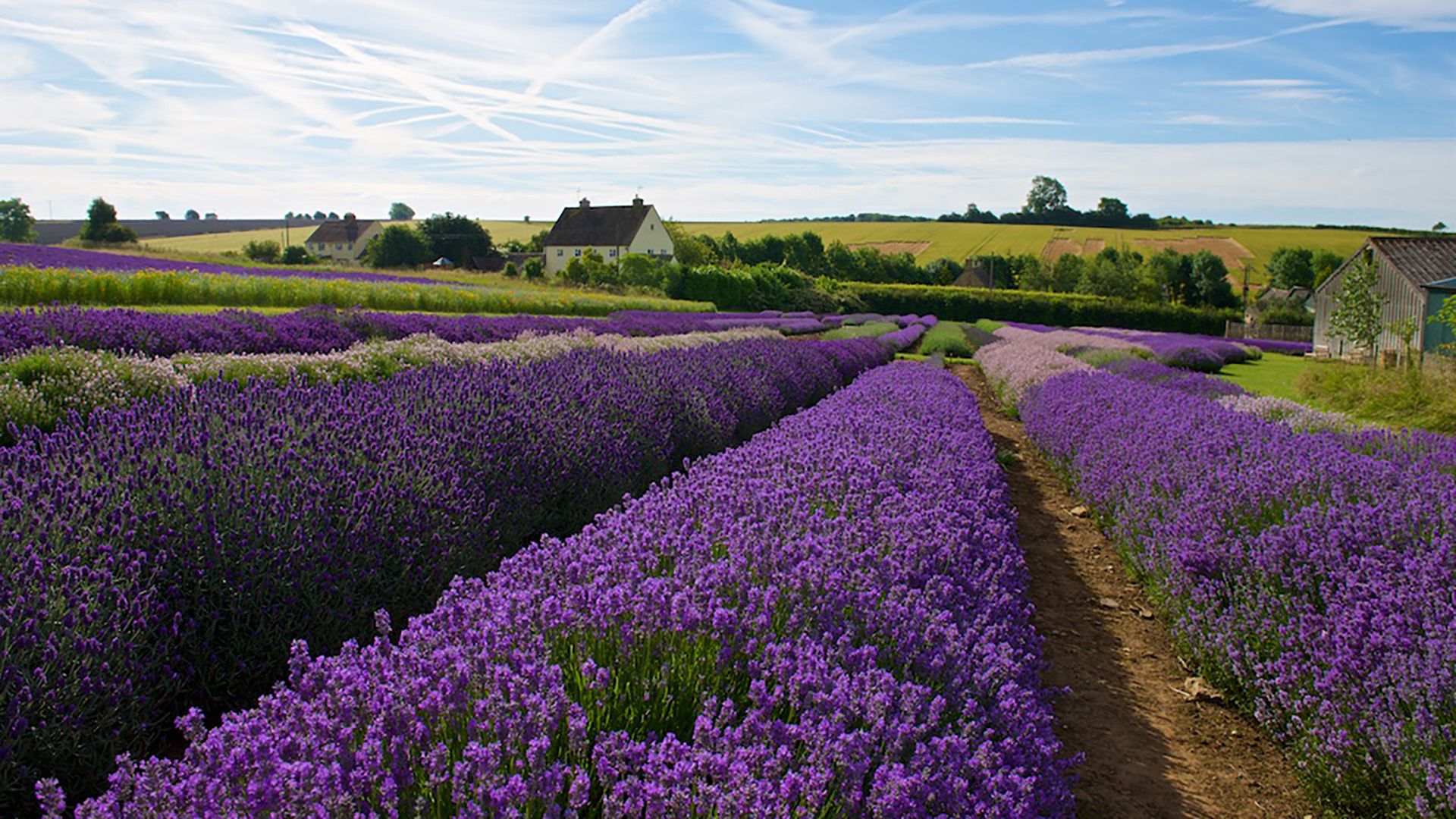 Enjoy the scent of lavender at Cotswolds Lavender. Image courtesy of Cotswolds Lavender Wide fields of light purple and violet lavender surrounded by countryside and farm houses on a bright day.