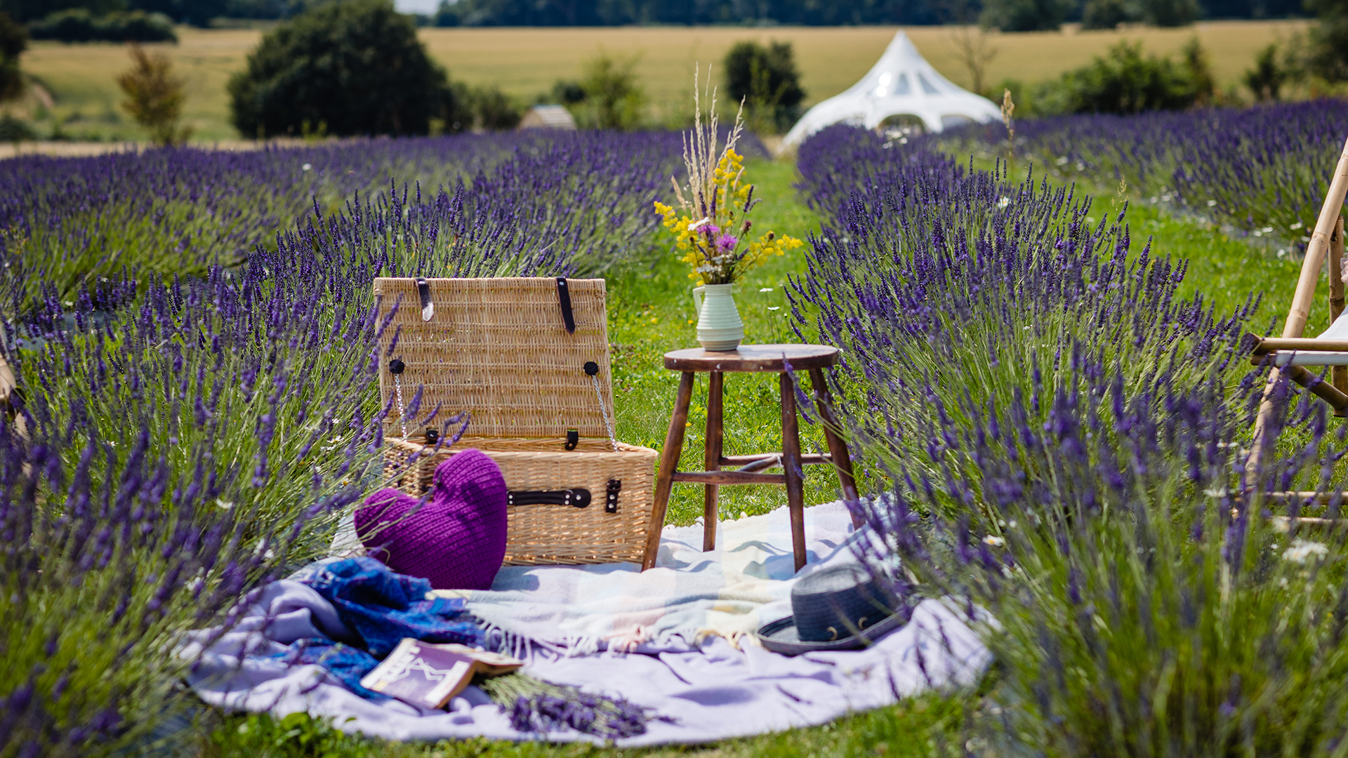 Enjoy a day at Finchingfield surrounded by lavender. Image courtesy of Finchingfield Camping A picknick within lavender fields and a camping and glamping tipi in the background surrounded by countryside.
