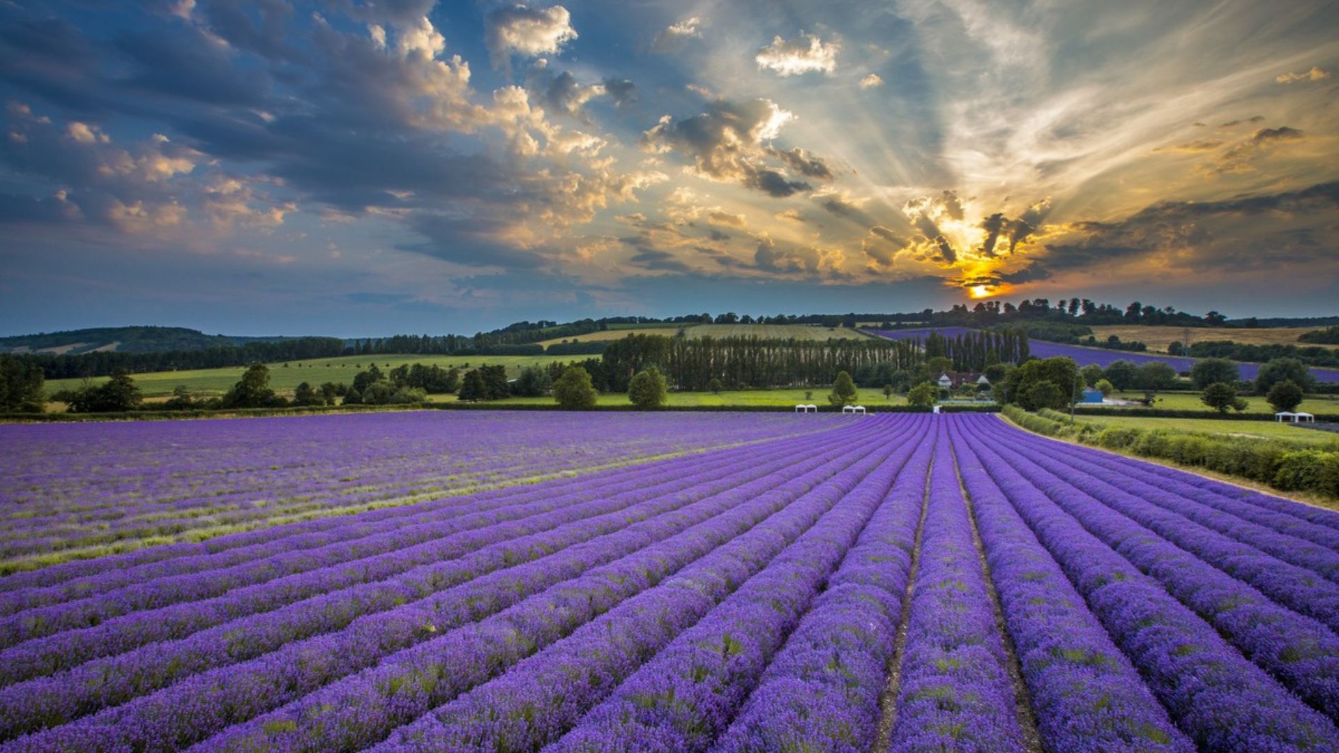 Wander the pretty lavender fields at Castle Farm in Kent. Image courtesy of Castle Farm, Kent. Rows of bright purple lavender against the setting sun in castle farm, kent.