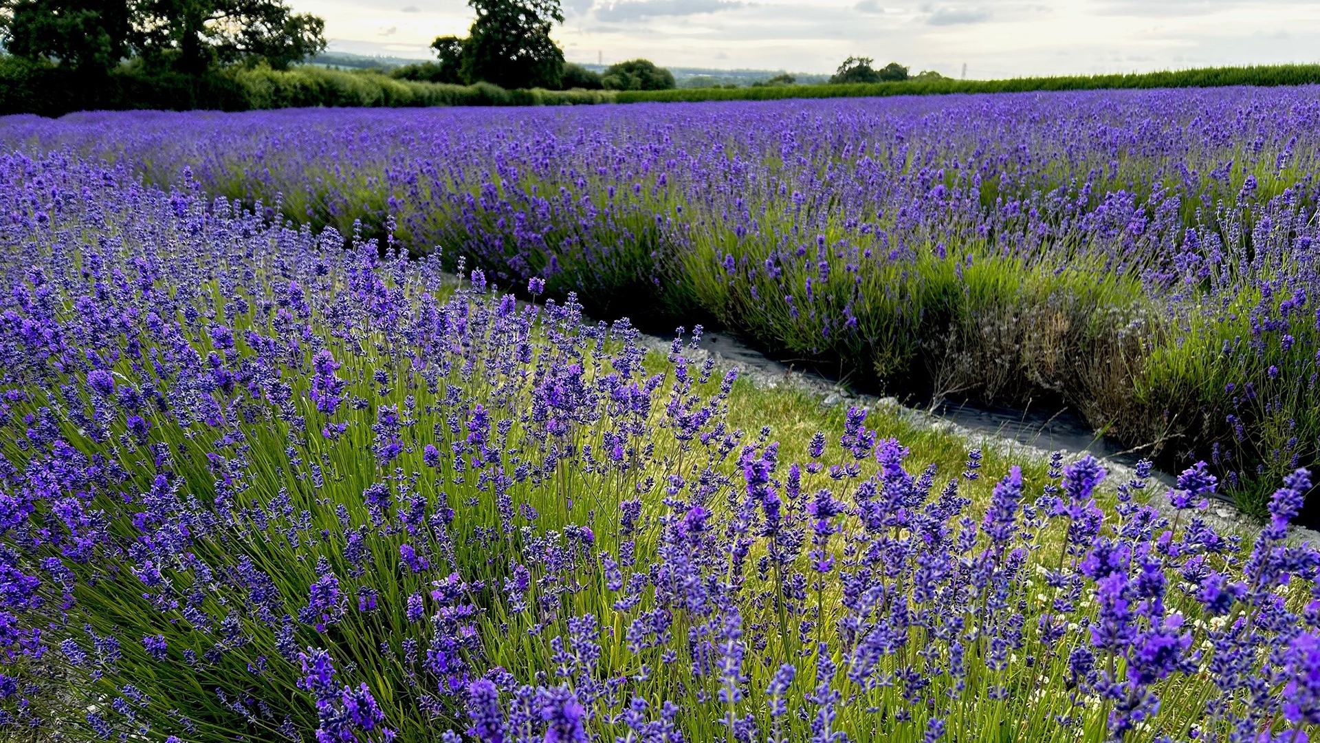 Strive through the fields of Lavender Fields in Hampshire. Image courtesy of Lavender Fields A close up of dark purple lavender fields in the countryside