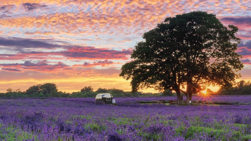 A wide lavender field with a small shop stand and the sun setting behind a big tree.