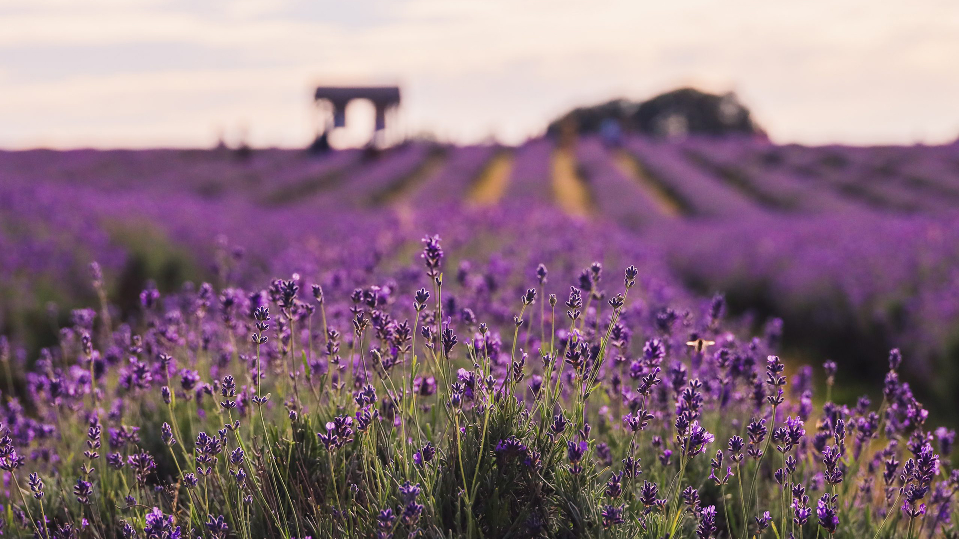 Travel to the lavender fields at Mayfield Lavender Farm in Banstead. Image courtesy of Mayfield Lavender Farm A big purple lavender field with the focus on a big lavender bush and a blurry background showing the rest of the fields.