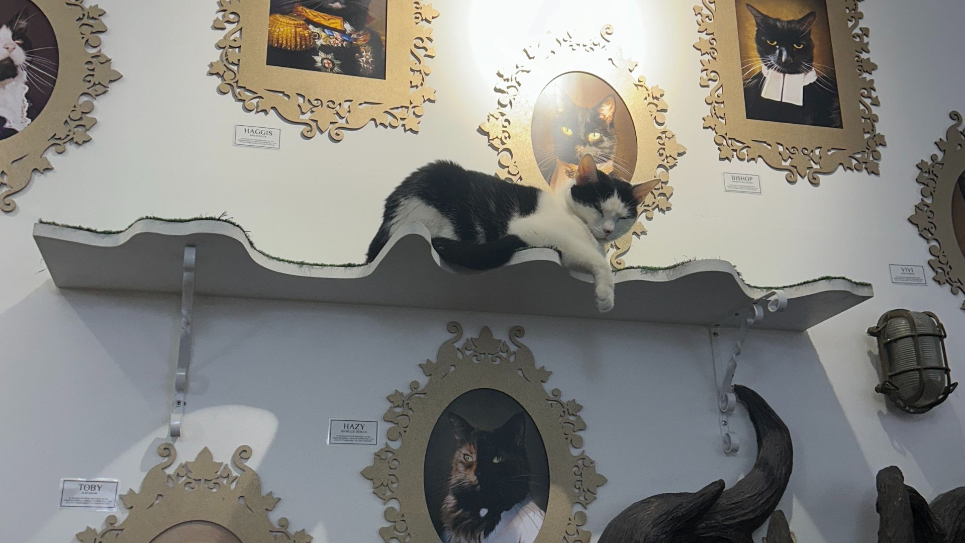Relax among felines at Lady Dinah's Cat Emporium. Image courtesy of Hannah Cornish. A cat lays on a shelf on a wall, with picutres of other cats in frames also on the wall, in Lady Dinah's Cat Emporium cafe.