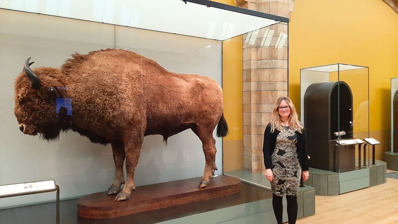 A display of an adult bison in the energy zone of the Fixing our broken planet exhibit at the Natural History Museum.