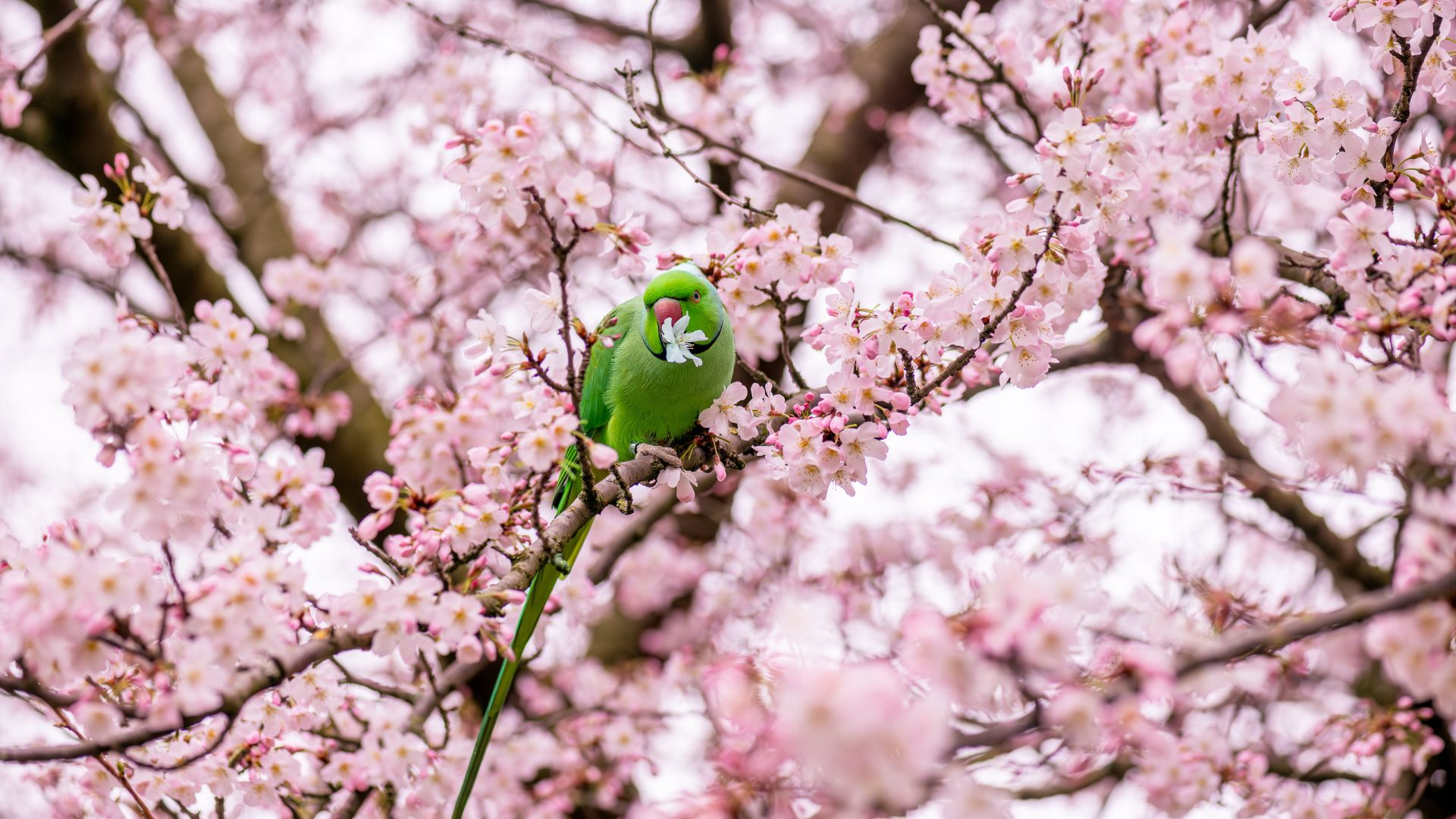 Find ring-necked parakeets in the capital's most famous parks. © London & Partners/ Michael Barrow. Ring-necked parakeet in a cherry blossom tree eating a flower.
