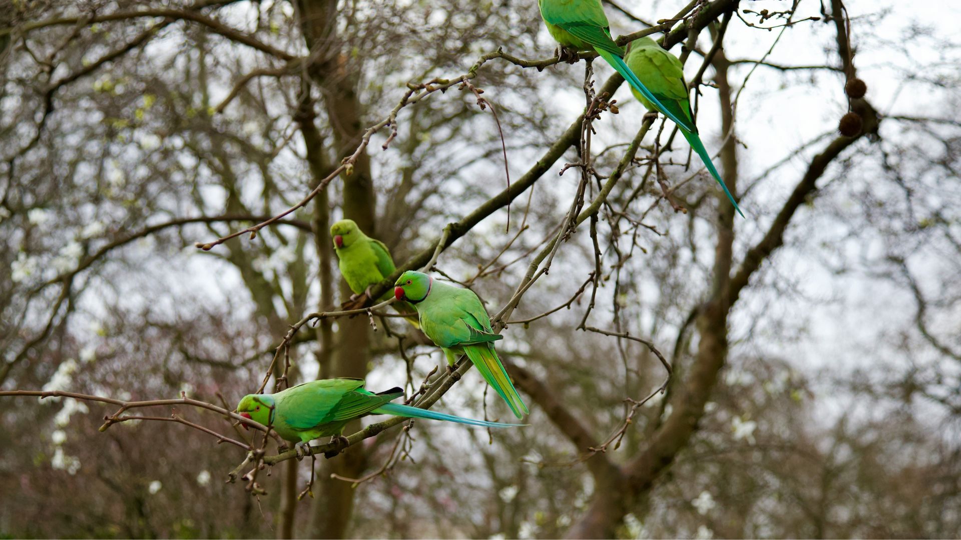 Discover chattering groups of Parakeets in the city's green spaces. Image courtesy of Unsplash. A group of parakeets sitting together in a tree.
