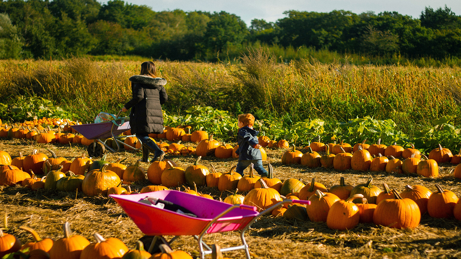 Select your own pumpkin at Crockford Bridge Farm. Image courtesy of Crockford Bridge Farm. A mother and a child are on a pumpkin field with a wheelbarrow, selecting their own pumpkin.
