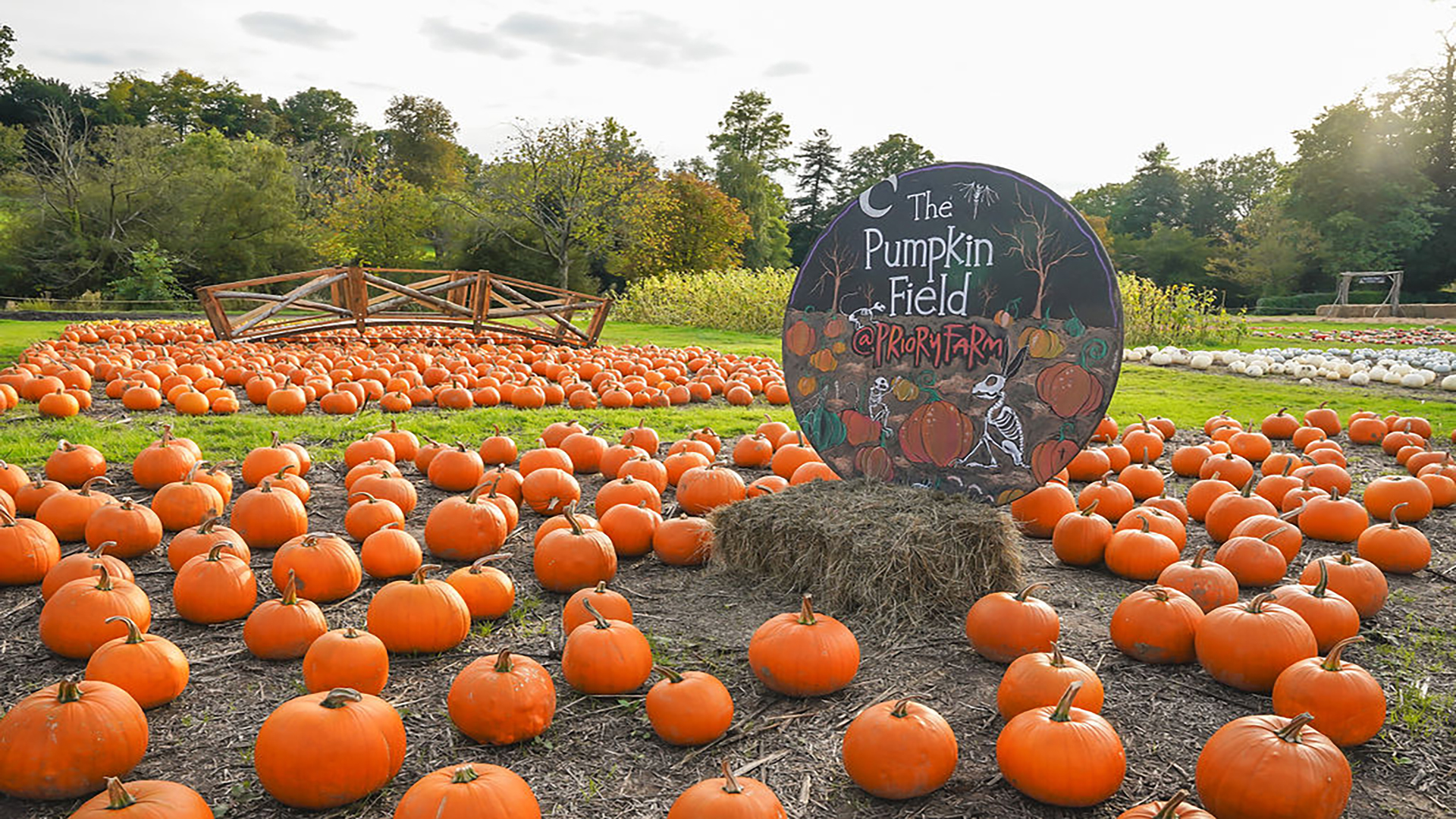 Pick your favourite pumpkin this season at Priory Farm. Image courtesy of Priory Farm. Pumpkins on the ground and a sign with the name of the farm.