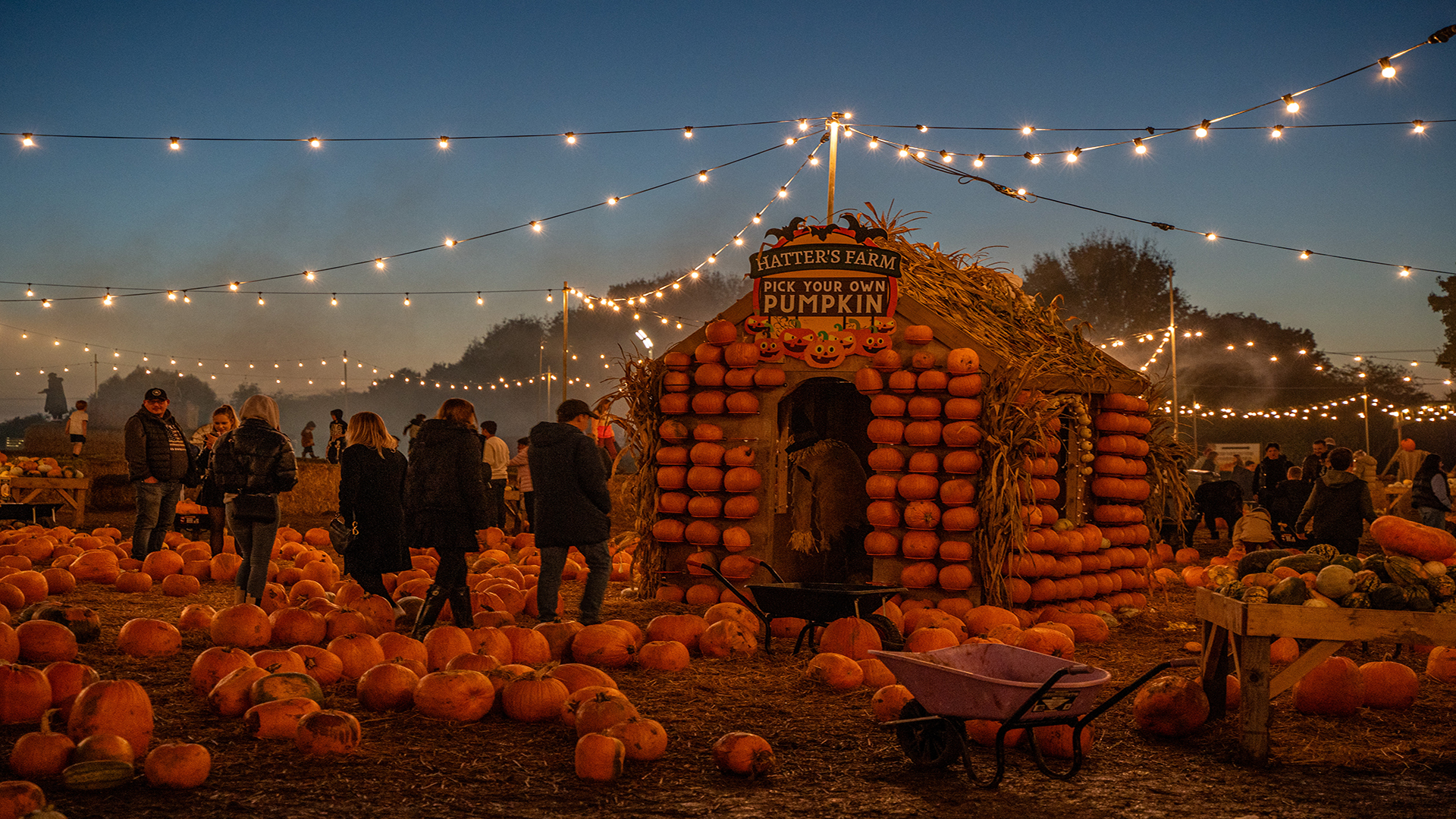 Spend a spooky evening at Hatter's Farm and pick your own pumpkin. Image courtesy of Hatter's Farm. Lots of pumpkins and visitors on a pumpkin field with a House on it surrounded by festoon lights above them.
