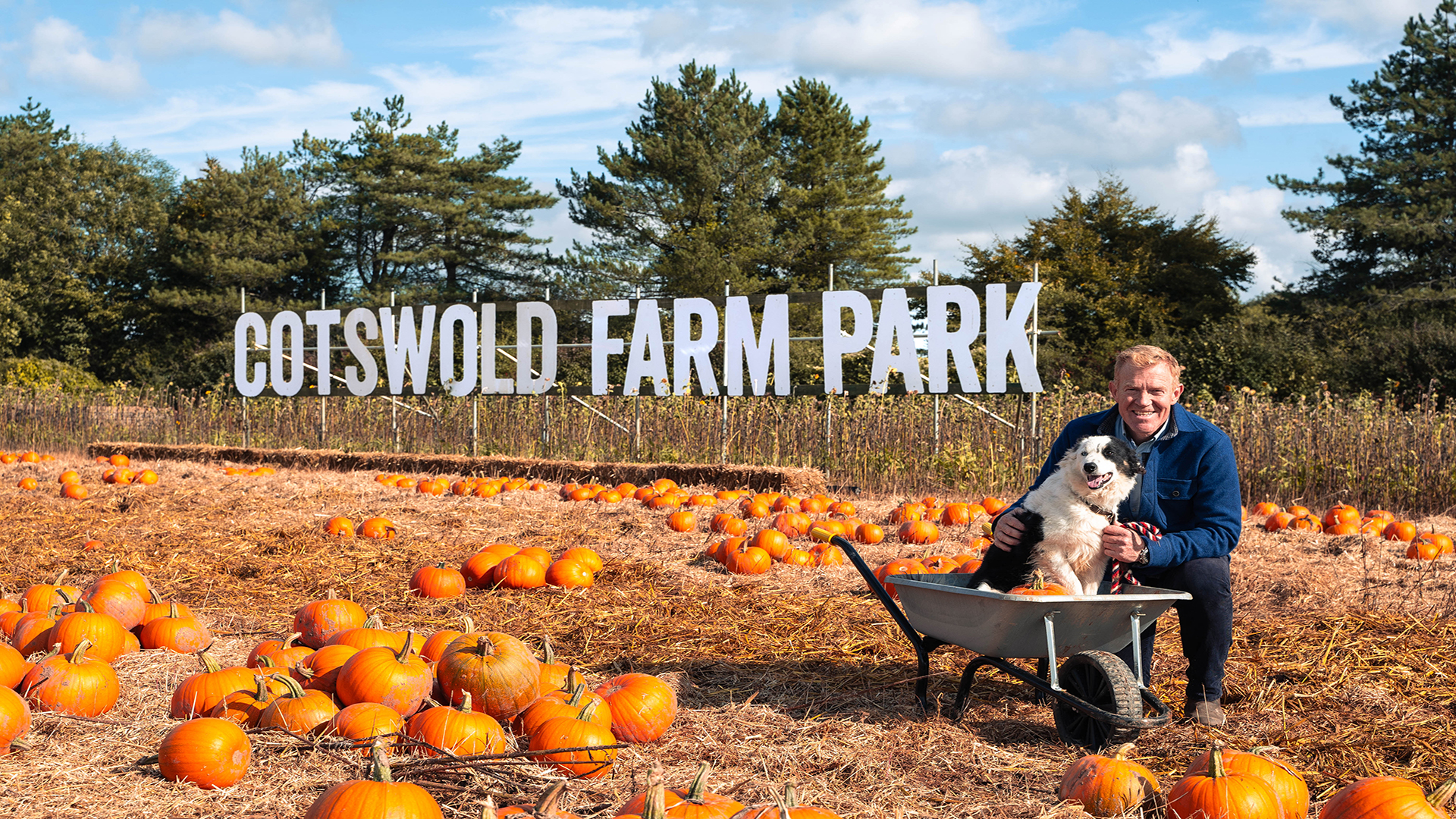 Take your dog to a special experience at Cotswold Farm Park this season. Image courtesy of Cotswold Farm Park. A pumpkin patch with the name Cotswold Farm Park in the background and a Wheelbarrow with a dog in it and a men kneeling next to it.