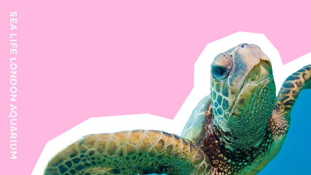 Explore the SEA LIFE London Aquarium with the Merlin London Attractions Pass. Image courtesy of Big City Saver. A graphic of a turtle from SEA LIFE London Aquarium, with the wording