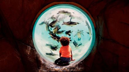 Come face to face with incredible animal species at London Zoo. Image courtesy of Go City.