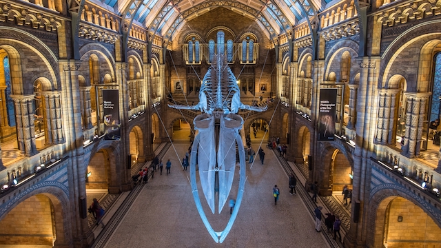 Illuminated interior of the Natural History Museum in London.