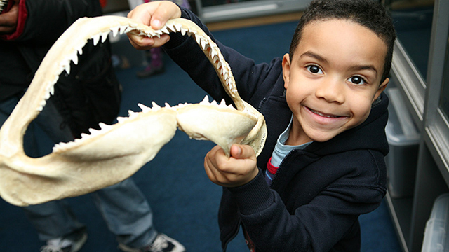 A young boy holds up the jaw bone of a shark.