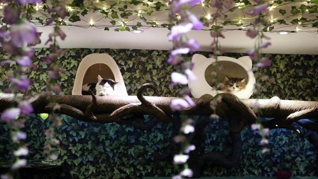 Cats lie down on perches surrounded by purple flowers at a London cat cafe. 