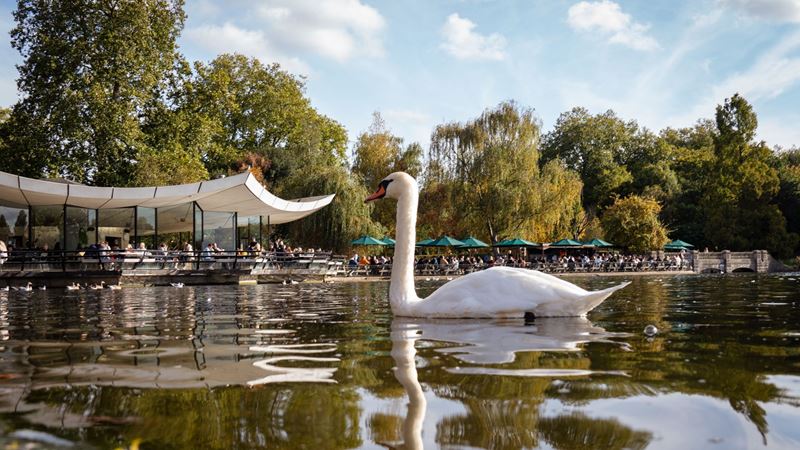 Take in the views over Hyde Park’s Serpentine lake at Serpentine Bar & Kitchen. Credit: Dan / Benugo. Image courtesy of Benugo. A swan in Hyde Park's Serpentine lake with Serpentine Bar & Kitchen overlooking the lake in the background.