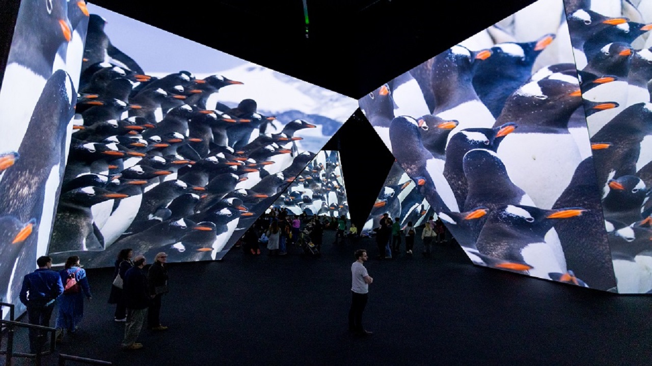 High-tech immersive experience at BBC Earth Experience watching breath-taking footage. Image courtesy of BBC Earth Experience. large dark room with floor to ceiling high-tech screens, showing footage of penguins marching and people looking up at the screens watching