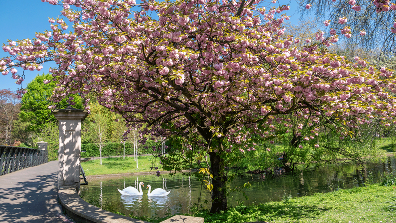 Admire the spring blossom at Regent's Park and Primrose Hill. Credit: Shutterstock. Image courtesy of Shutterstock. Cherry blossom tree next to Regent's Canal with two swans