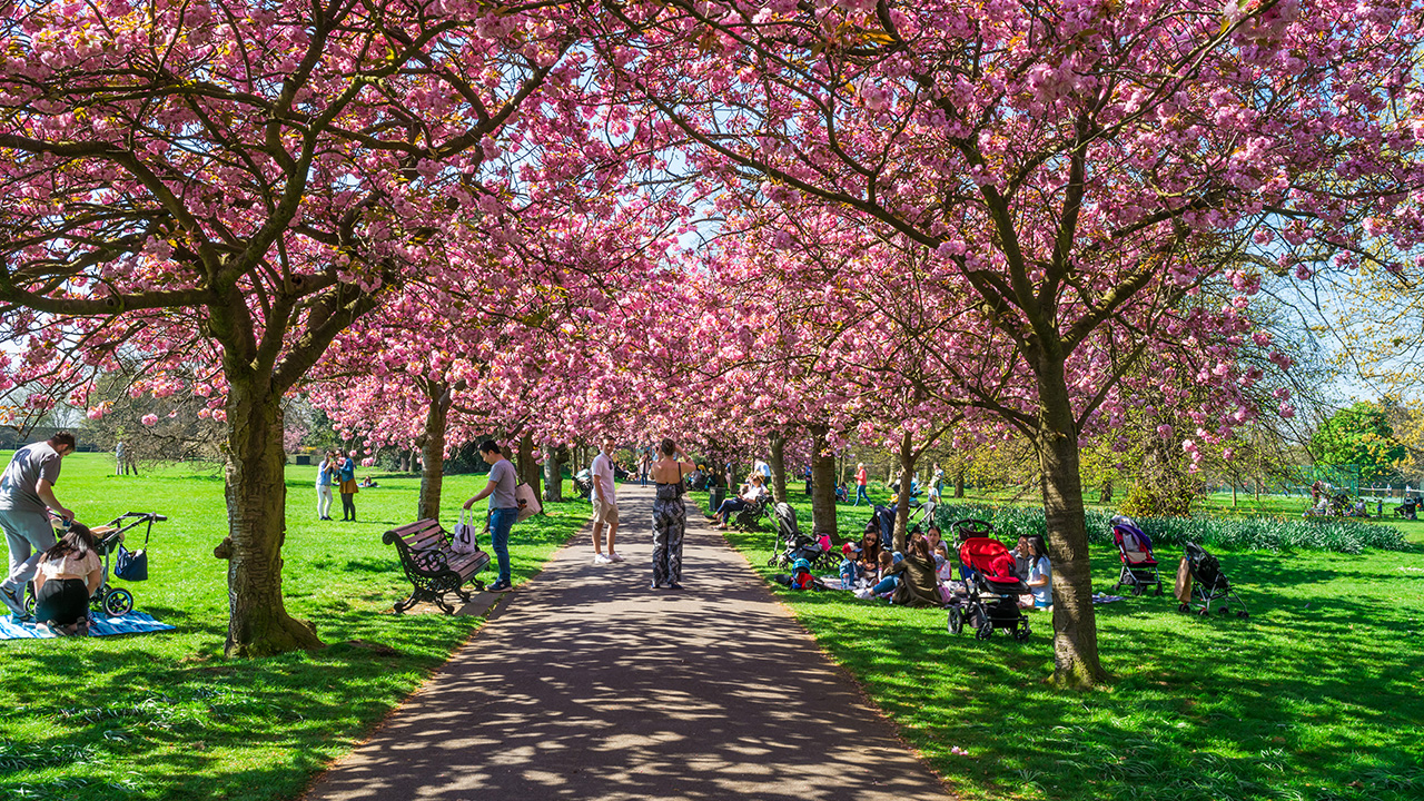 Wander among the spring blossoms in Greenwich Park. Image courtesy of Shutterstock. People wander the pathways under the pink spring blossoms in Greenwich Park.