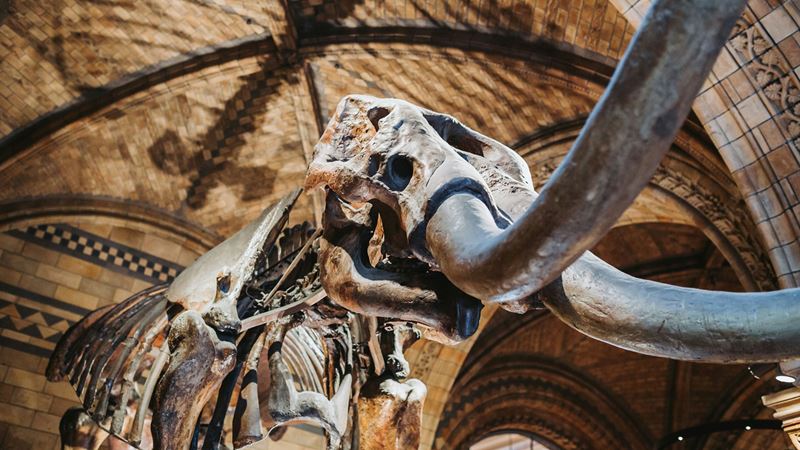 See dinosaurs at the Natural History Museum. Credit: Bruno Martins. Image courtesy of Unsplash. Close up of a dinosaur skeleton at the Natural History Museum in London's Kensington.