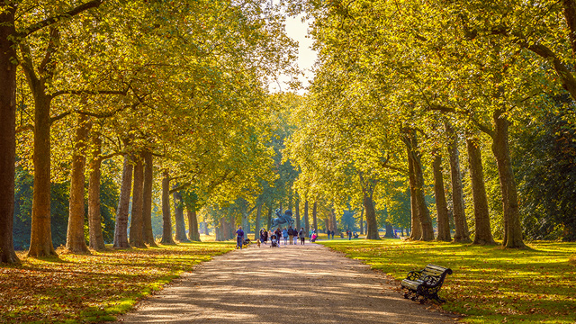 Stroll through gorgeous Hyde Park. Image courtesy of Shutterstock. Tree-lined path in London's Hyde Park on a sunny day.