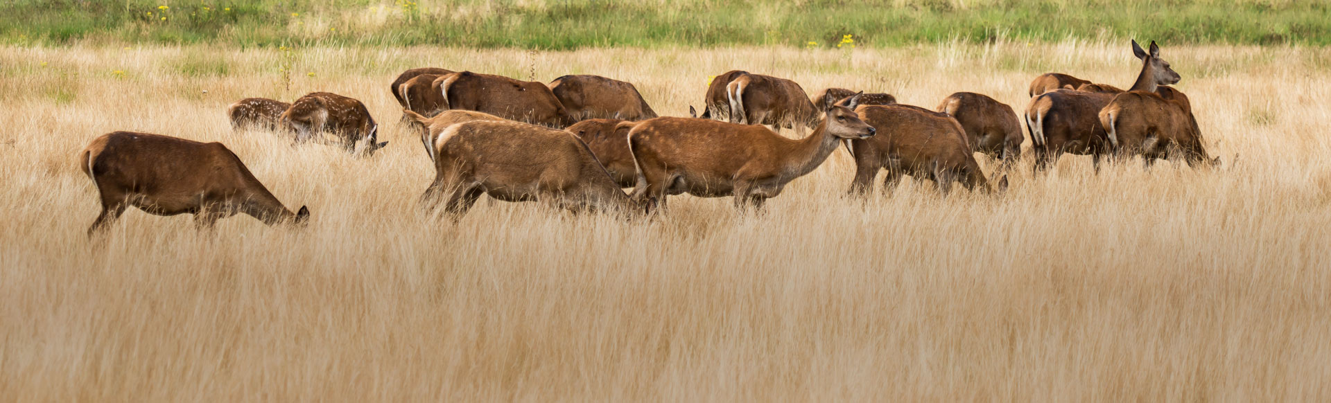 deer in RIchmond Park