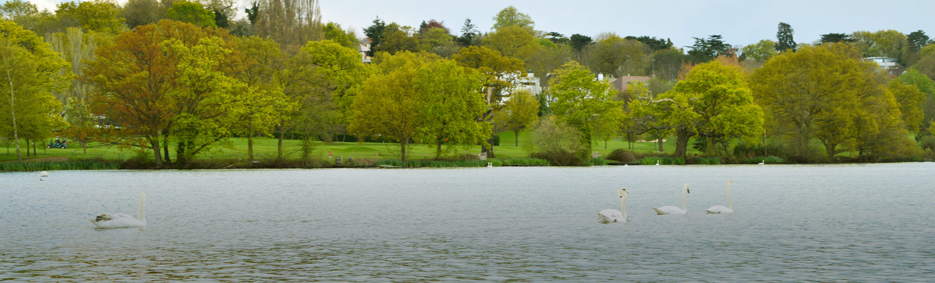 swans swimming on ponds at Wimbledon Common