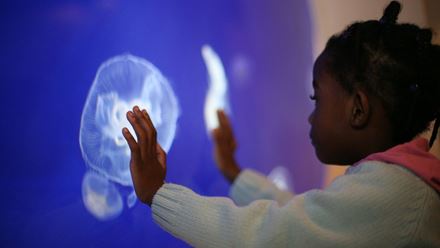 Horniman Museum Aquarium. Credit: Laura Mtungwazi. Image courtesy of Horniman Museum and Gardens.