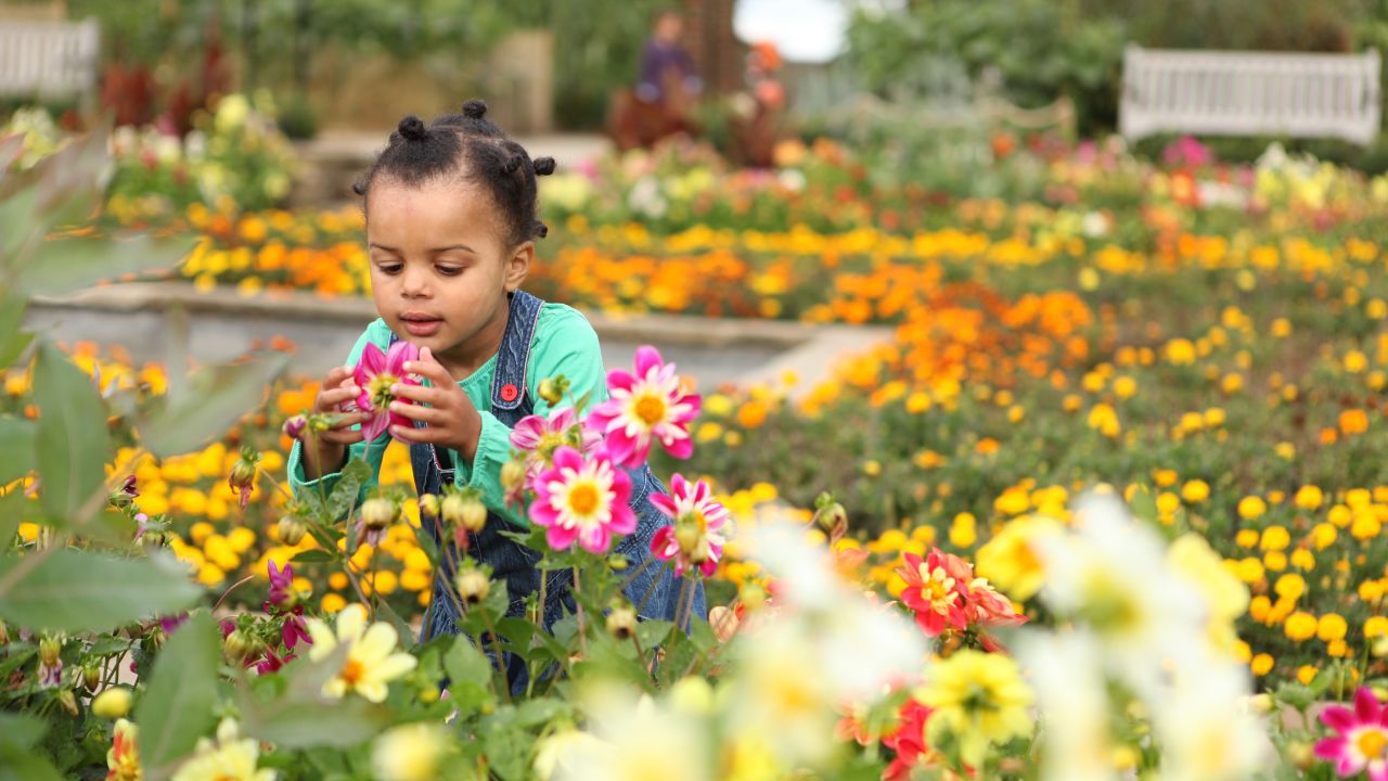 Horniman Museum and Gardens. © Horniman Museum/Laura Mtungwazi A young girl in a green top and blue dungarees smells bright pink flowers at the Horniman Museum in London.