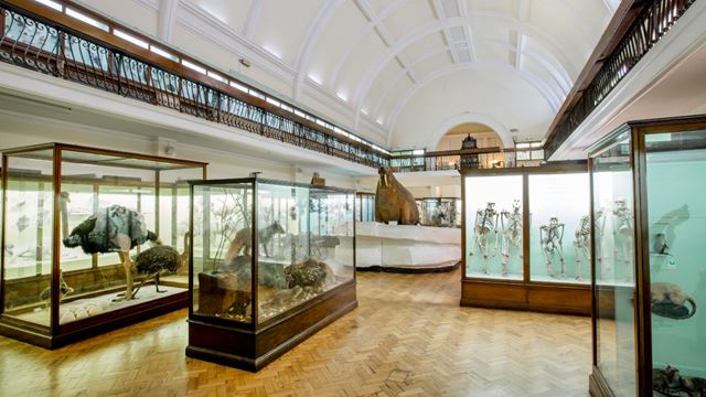 Inside the bright natural history gallery featuring stuffed animals including a huge walrus at the Horniman Museum.