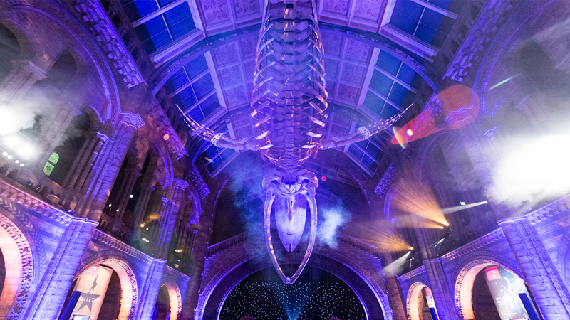 Explore the Natural History Museum at night. Credit: Natural History Museum. Image courtesy of Natural History Museum. The lit up skeleton of a giant whale in the Natural History Museum's Hintze Hall