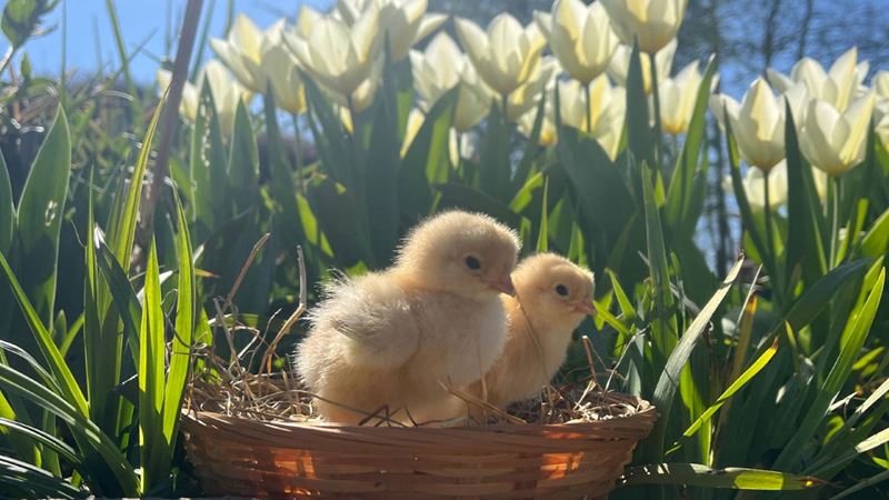 Visit Deen City Farm and you might just get to meet some baby animals. Credit: Deen City farm and Riding School. Image courtesy of Deen City farm and Riding School.