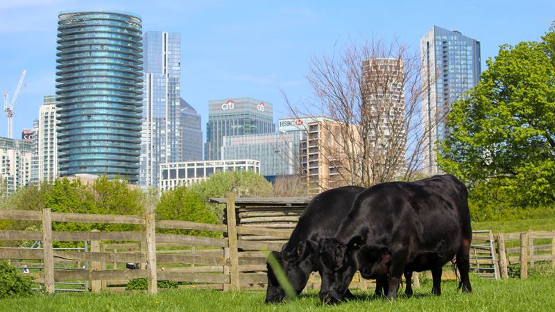 Two black cows eating grass in their enclosure with the City of London's high-rise offices in the background