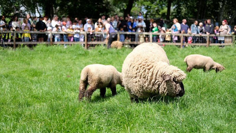 See sheep, goats, llamas and more walking around the luscious enclosures at Mudchute Park and Farm. Credit: Louie Legon. Image courtesy of Mudchute Park and Farm. A sheep with two lambs eating the grass in their enclosure as crowds of people with children watch from behind a fence
