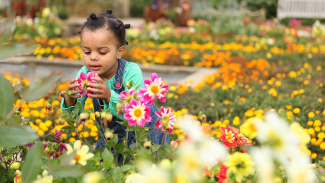 A child in the middle of a flower bed bends forward to smell a flower.
