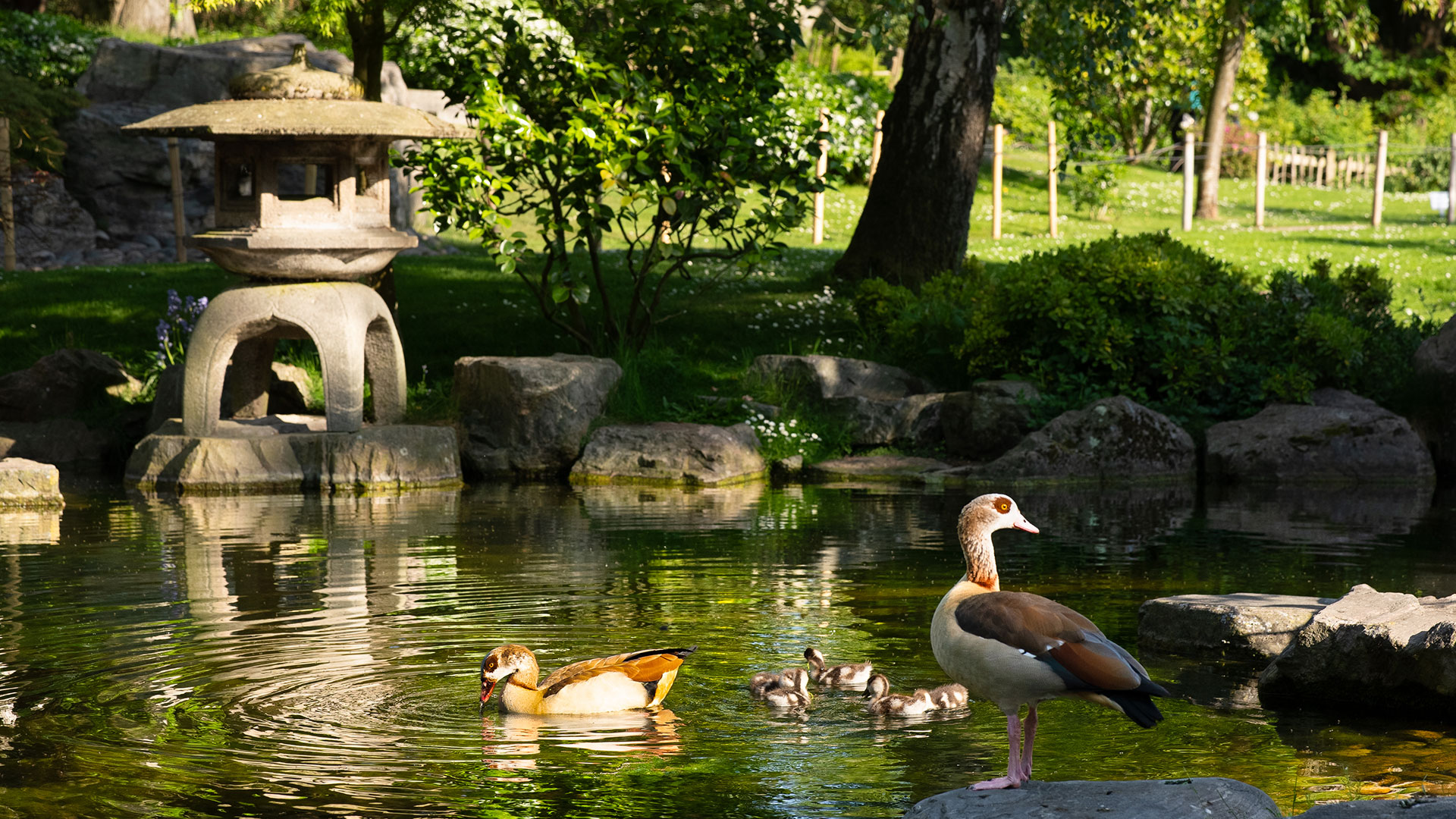Be charmed by serene surroundings and local wildlife in the Kyoto Garden. Image courtesy of visitlondon.com / Peter Cohen. Birds swimming in the Kyoto Garden pond on a sunny day