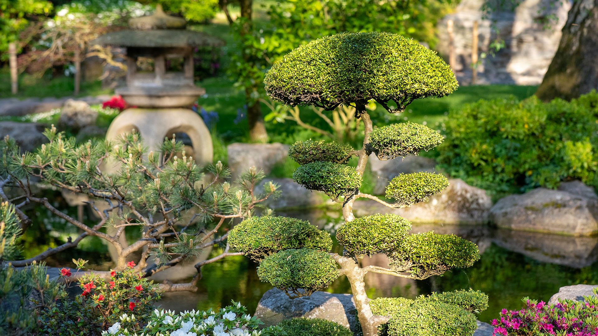 Admire the vibrant foliage in the Kyoto Garden. Image courtesy of visitlondon.com / Peter Cohen. The colourful green foliage of the Kyoto Garden on a sunny day
