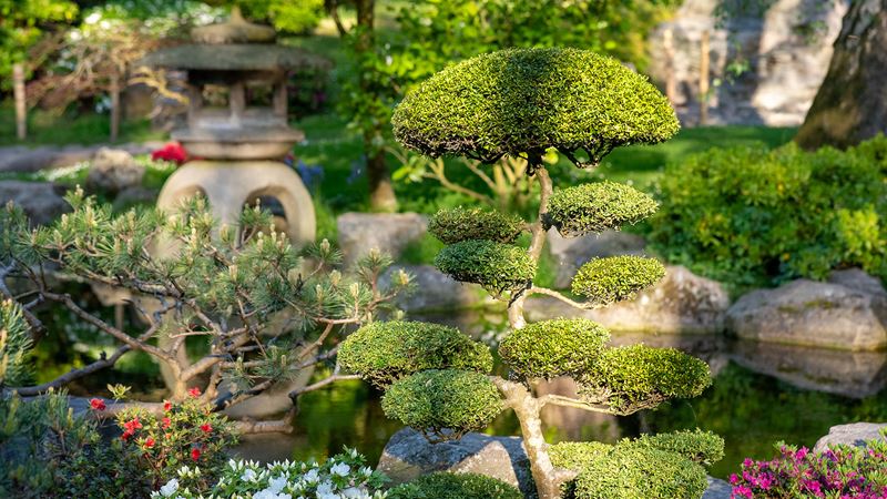 Spot the Japanese-inspired horticulture in Kyoto Garden in Holland Park. Credit: Peter Cohen/London & Partners. Image courtesy of visitlondon.com. The colourful green foliage of the Kyoto Garden on a sunny day