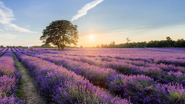 A sunny evening at Mayfield Lavender Farm with rows of purple lavender, green grass and a tree in the distance.