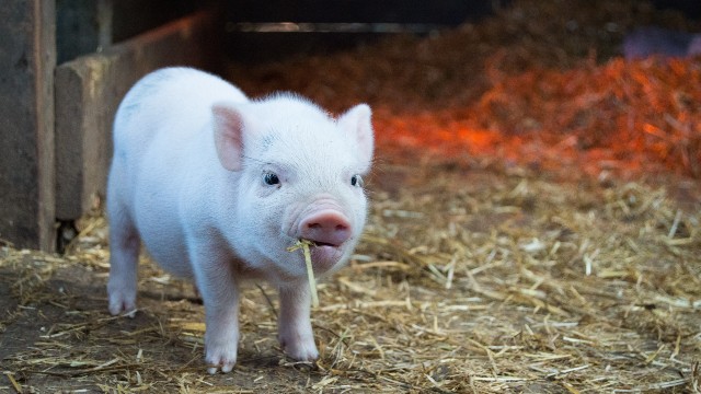 Take the little ones to see farm animals including pigs and sheep. Photo by Christopher Carson on Unsplash. White piglet in a farm.