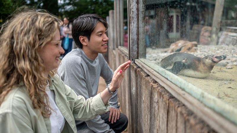Spot many different animals species at London Zoo during your trip to the capital. Credit: London & Partners/Michael Barrow. Image courtesy of London & Partners. A man and woman watch a penguin lying down in its enclosure at London Zoo