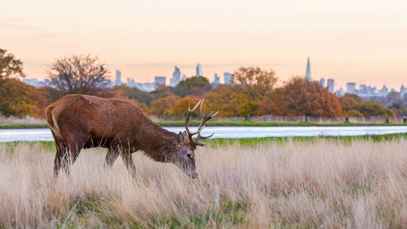 Spot the famous deer inside Richmond Park throughout each season. Credit: Jon Reid. Image courtesy of visitlondon.com. A grazing deer in Richmond park with view of London behind it