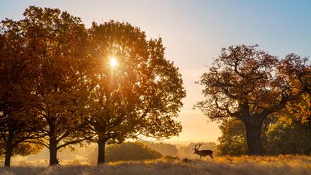 Explore Richmond Park this autumn. Image courtesy of London & Partners/Jon Reid.