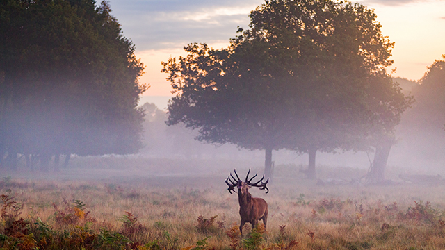 A deer with a fine set of antlers calls on a misty morning, with the mist and mature trees in the background.